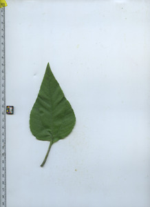 leaftop
