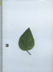 leaftop