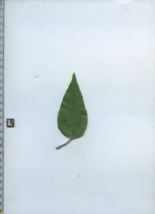 leaftop