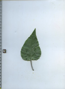 leaftop