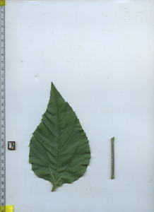 leaftop