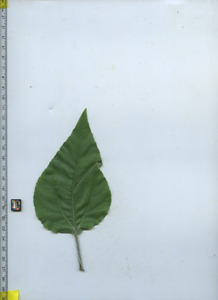 leaftop