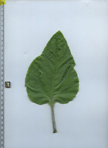 leaftop