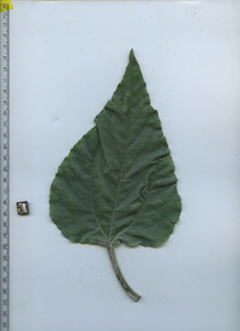 leaftop