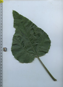 leaftop