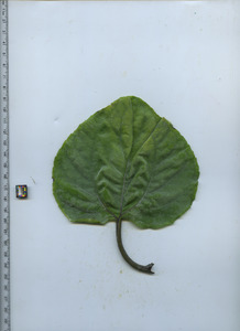 leaftop