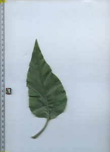 leaftop