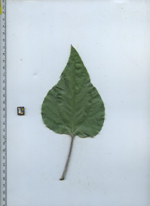 leaftop