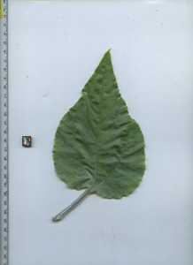 leaftop