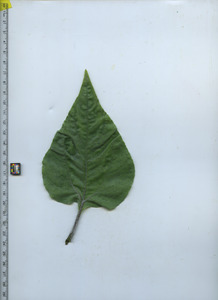 leaftop