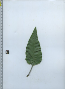 leaftop
