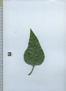 leaftop