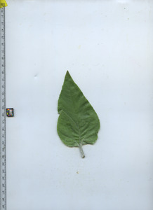 leaftop