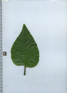 leaftop