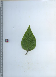 leaftop