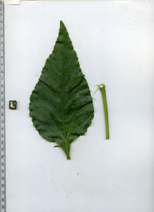 leaftop