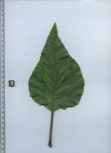 leaftop