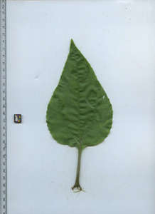 leaftop