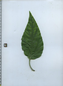 leaftop