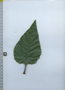 leaftop