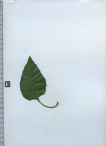 leaftop