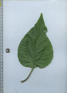 leaftop