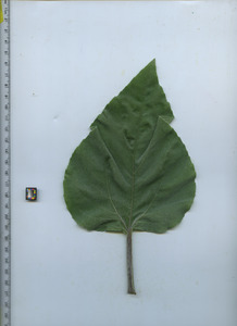 leaftop