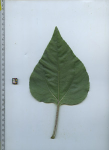 leaftop