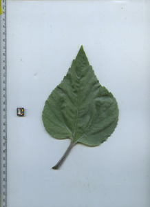 leaftop