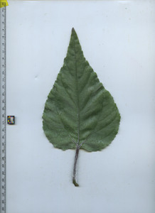 leaftop