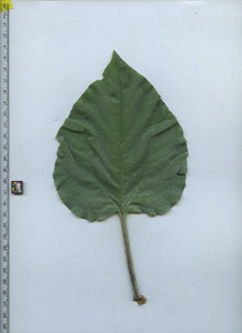 leaftop