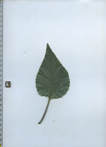 leaftop