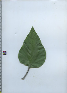 leaftop