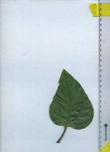 leaftop
