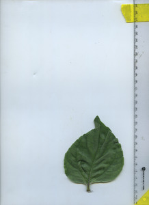 leaftop