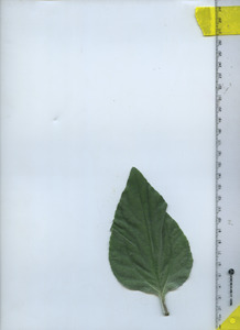 leaftop