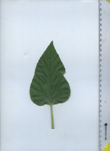 leaftop