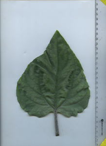 leaftop