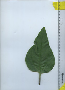 leaftop