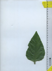 leaftop