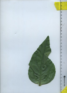 leaftop