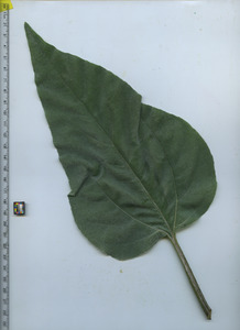 leaftop