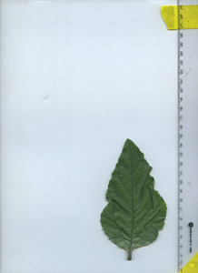 leaftop