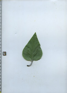leaftop