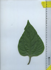 leaftop