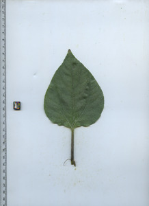 leaftop