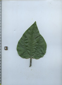 leaftop