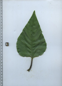 leaftop
