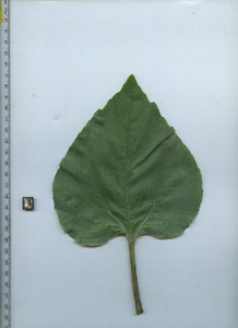 leaftop