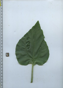 leaftop